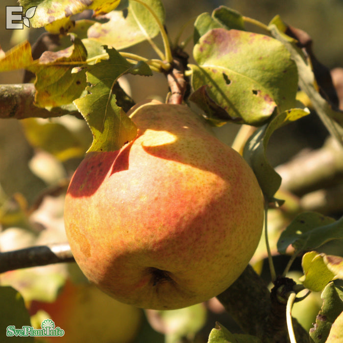 Pyrus communis Göteborgs Diamant E Stam Kl 5-6 år