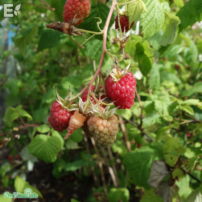 Rubus (Trädgårdshallon) 'Glen Ample' E A-kval C2