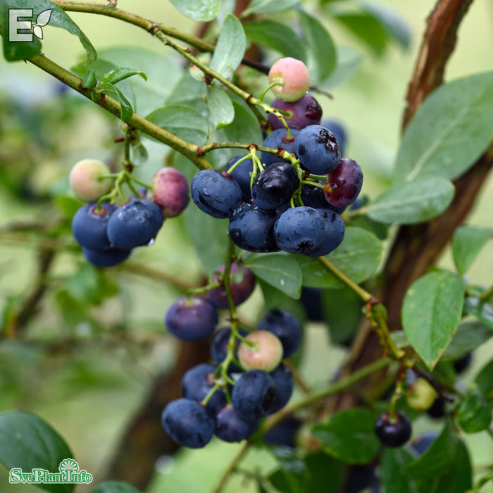 Vaccinium corymbosum 'Pelle' E C2