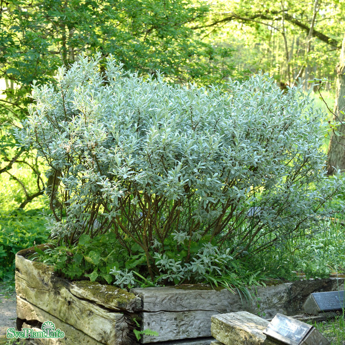 Salix helvetica Busk C2