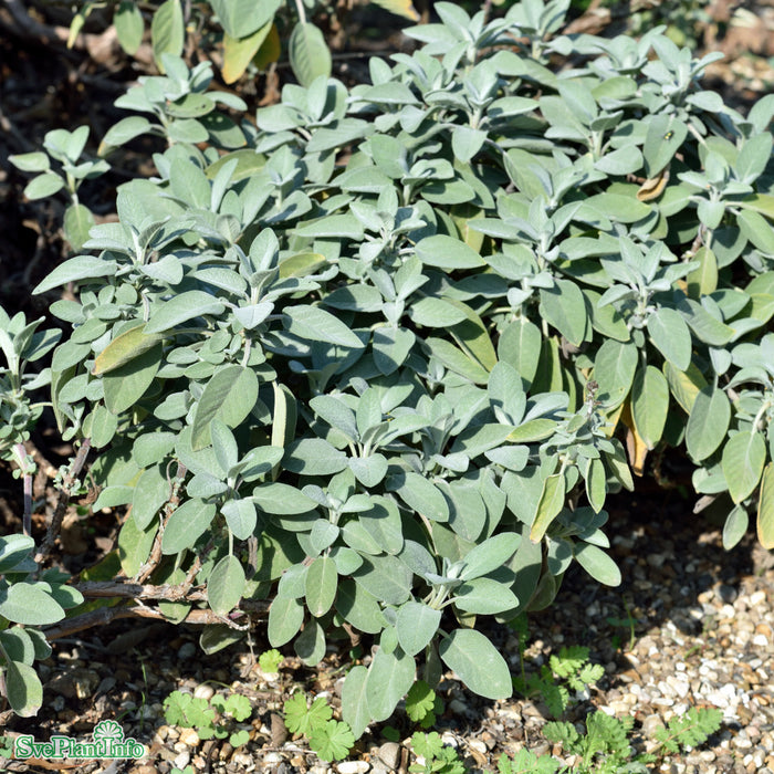 Salvia officinalis 'Berggarten' A-kval