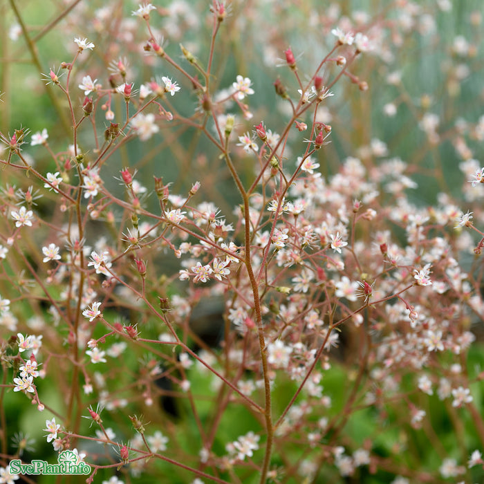 Saxifraga urbium A-kval