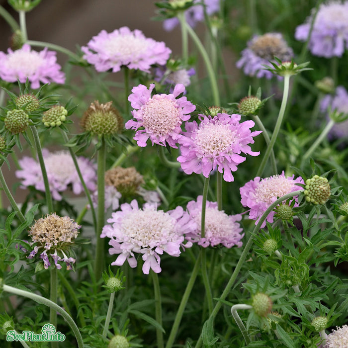 Scabiosa columbaria 'Pink Mist' A-kval