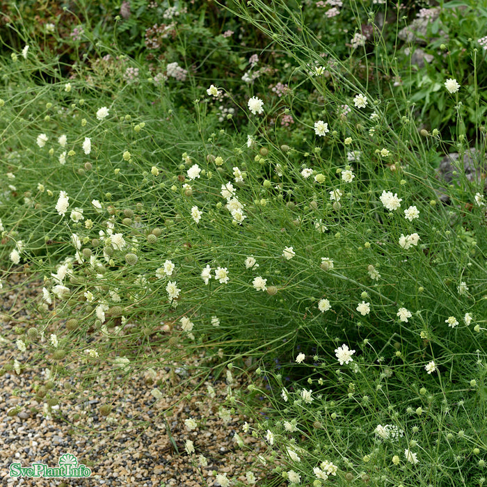 Scabiosa ochroleuca A-kval