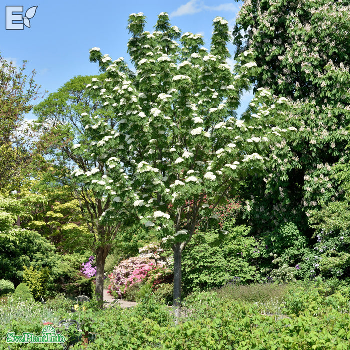 Sorbus ulleungensis 'Dodong' E C15 100-125cm