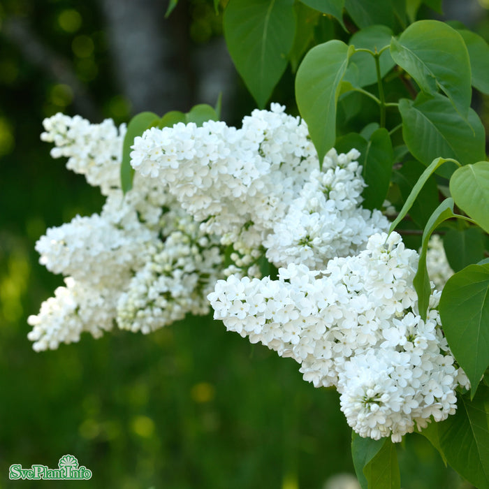 Syringa vulgaris 'Mme. Florent Stepman' Solitär Kl 150-175cm