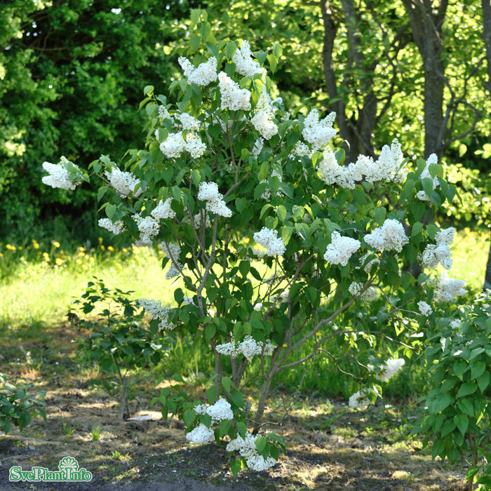 Syringa vulgaris 'Mme. Florent Stepman' Solitär Kl 150-175cm
