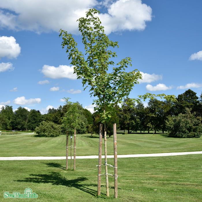 Acer cappadocicum 'Rubrum' Högstam Kl So 12-14