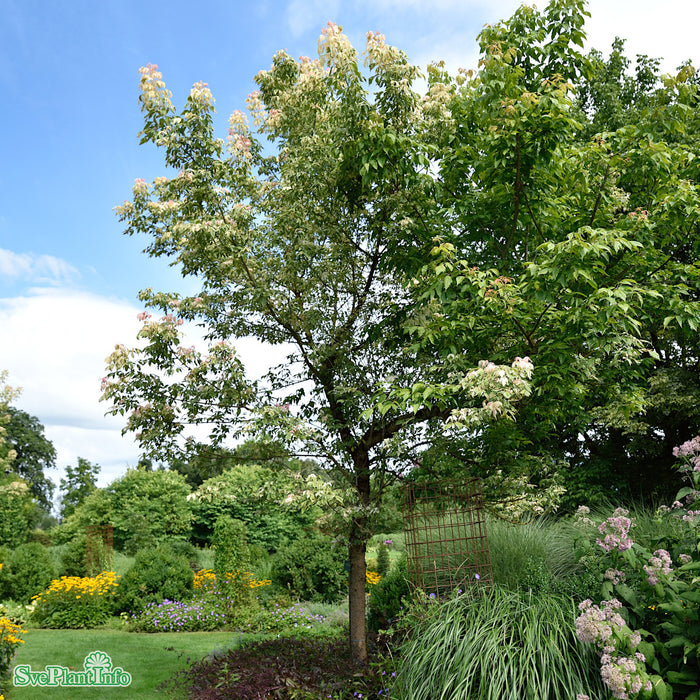 Acer negundo 'Flamingo' Solitär C15 100-125cm