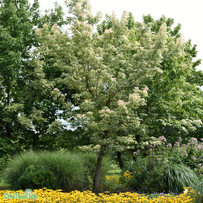 Acer negundo 'Flamingo' Solitär C10 80-100cm