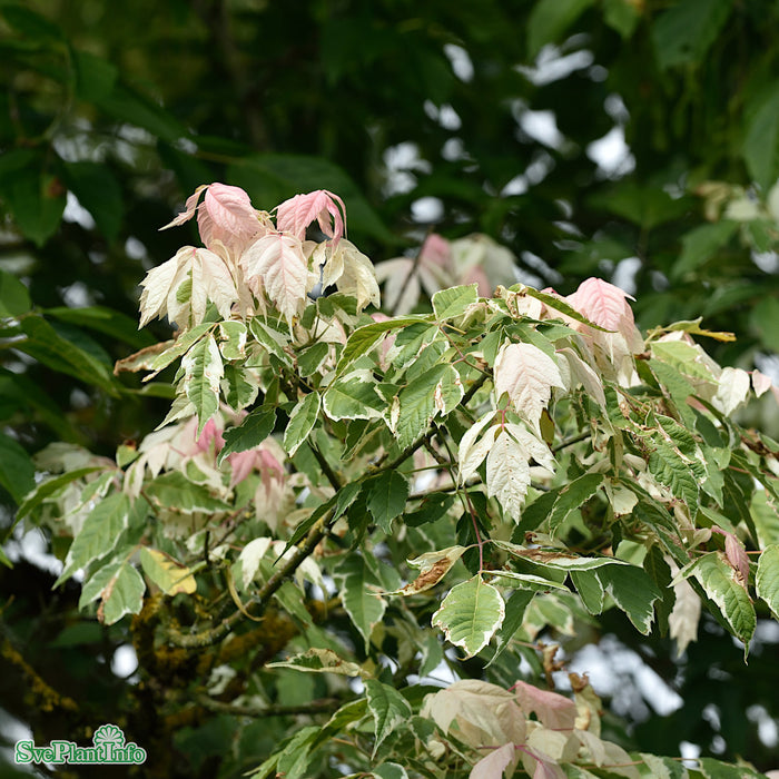 Acer negundo 'Flamingo' Högstam C50 So 12-14