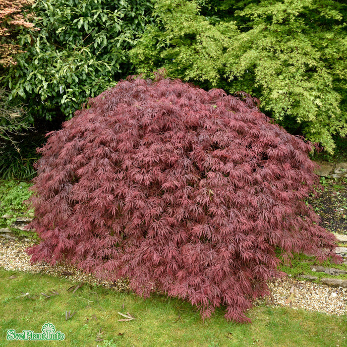 Acer palmatum (Dissectum) 'Garnet' Solitär C25 B80-100cm