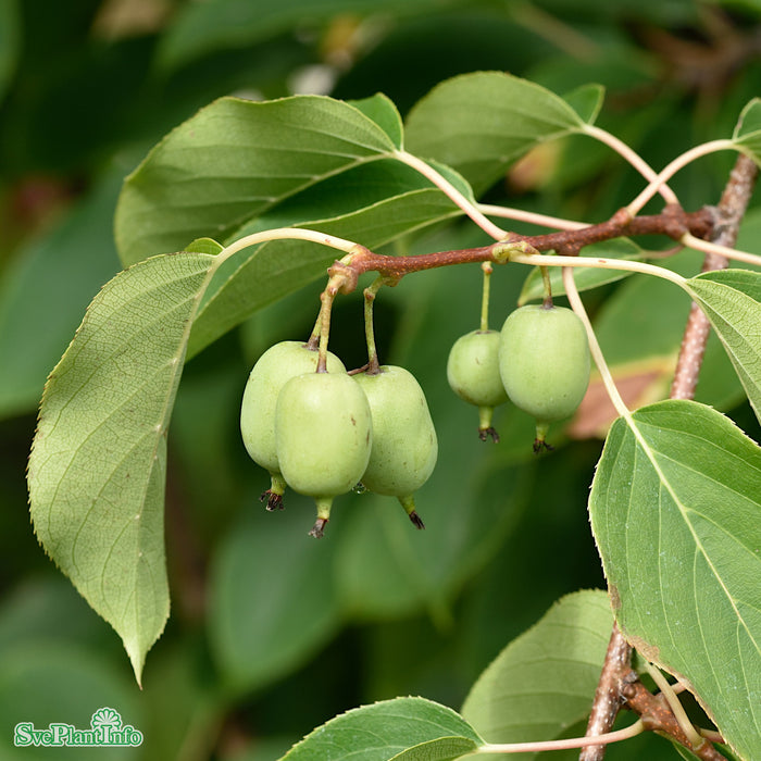 Actinidia (Minikiwi) 'Tina' A-kval C3
