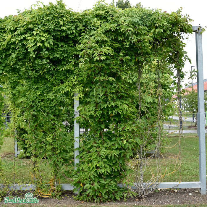 Actinidia 'Ken's Red' C2 60-100cm