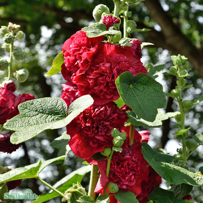 Alcea rosea 'Pleniflora Röd' A-kval