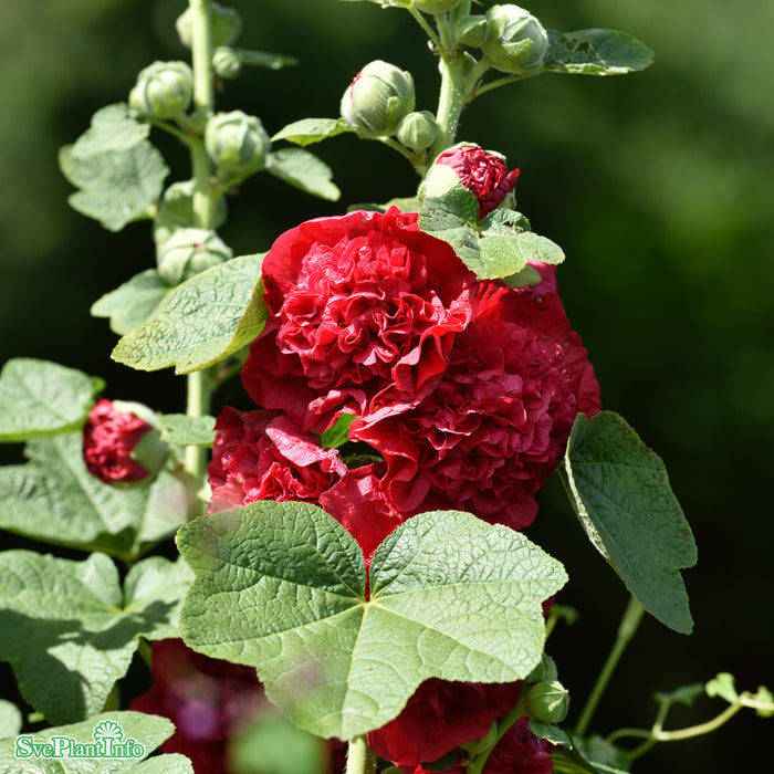 Alcea rosea 'Pleniflora Röd' A-kval