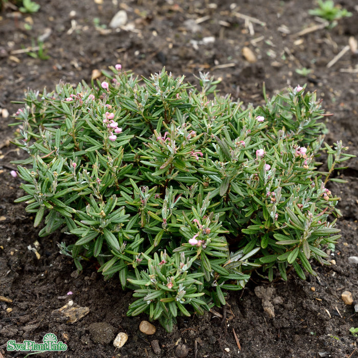 Andromeda polifolia 'Blue Ice' Busk C5 25-30cm