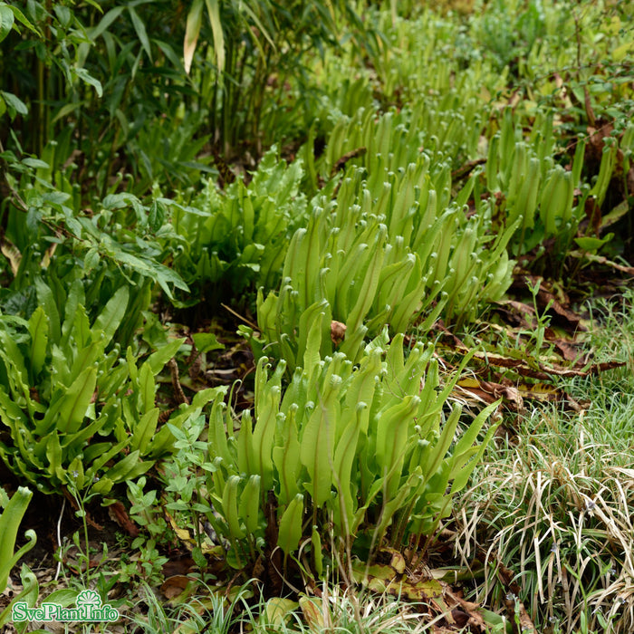 Asplenium scolopendrium A-kval
