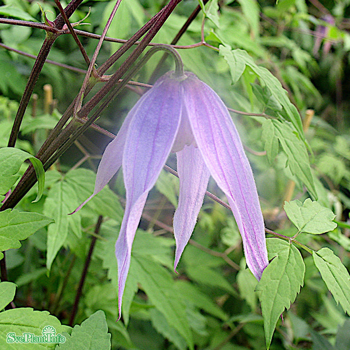 Clematis (Atr.) 'Violet Shades' A-kval C2