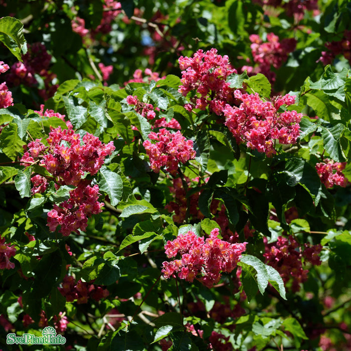 Aesculus carnea 'Briotii' Högstam Kl So 12-14