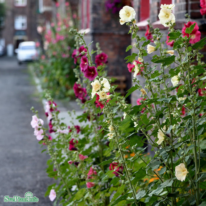 Alcea rosea (Ficifolia) A-kval