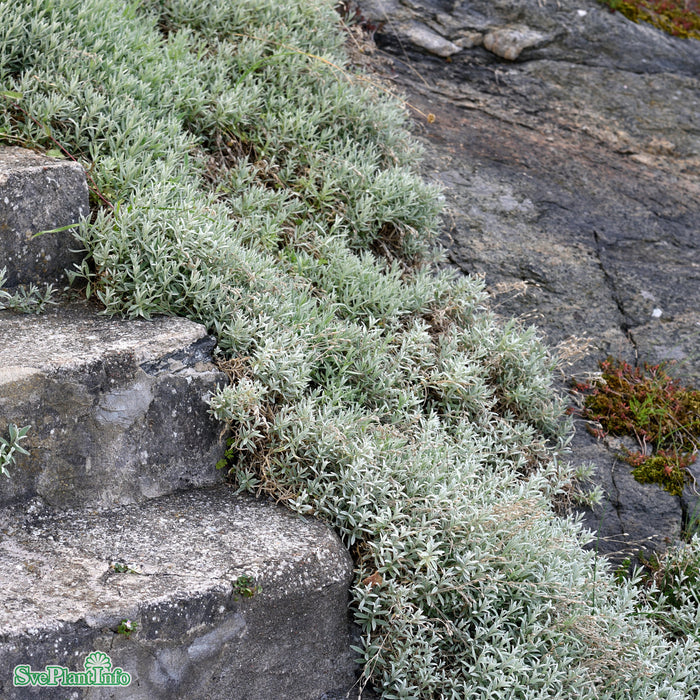 Cerastium tomentosum 'Silverstone' A-kval
