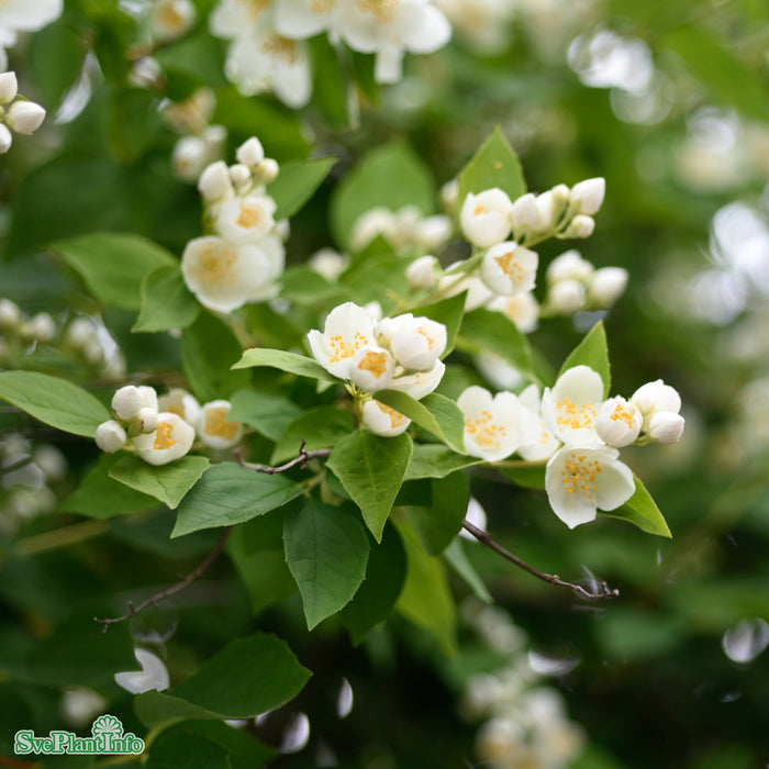 Philadelphus coronarius Solitär Kl 150-200cm