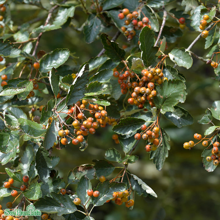 Sorbus intermedia Högstam Kl So 12-14
