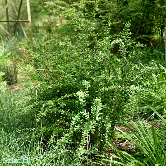 Berberis thunbergii 'Green Carpet' C3