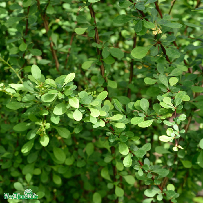 Berberis thunbergii 'Green Carpet' C3