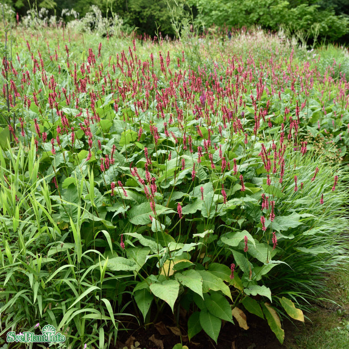 Bistorta amplexicaulis 'Speciosa' A-kval