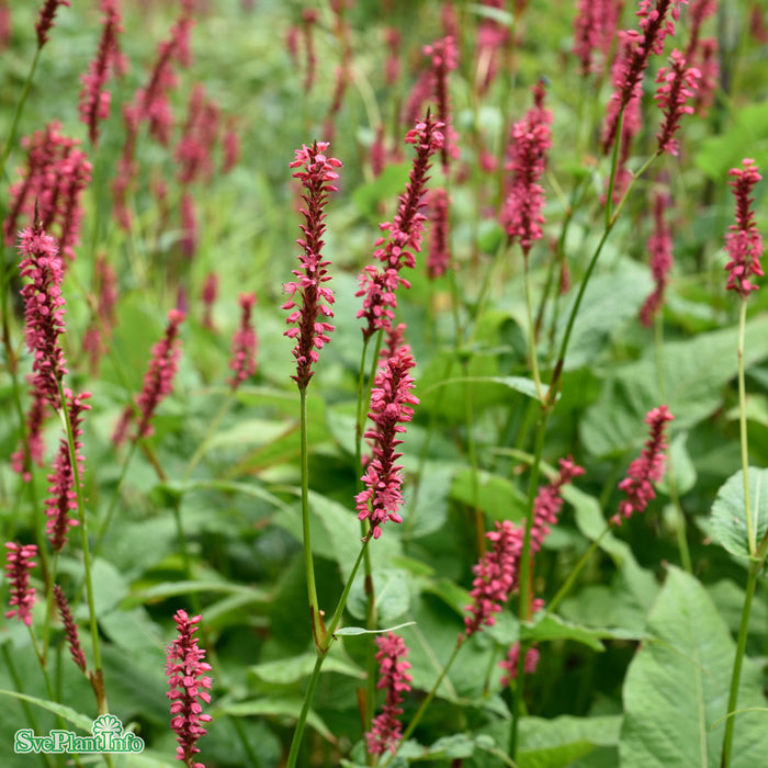 Bistorta amplexicaulis 'Speciosa' A-kval