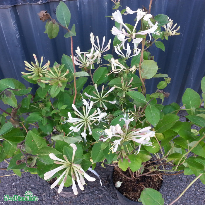 Lonicera 'Honey Baby' Busk C3,5
