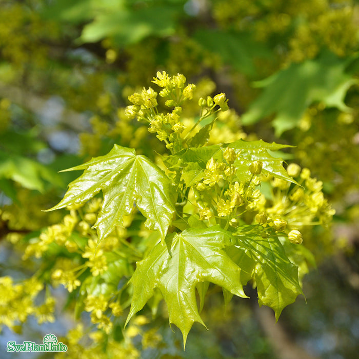 Acer platanoides Högstam Kl So 14-16