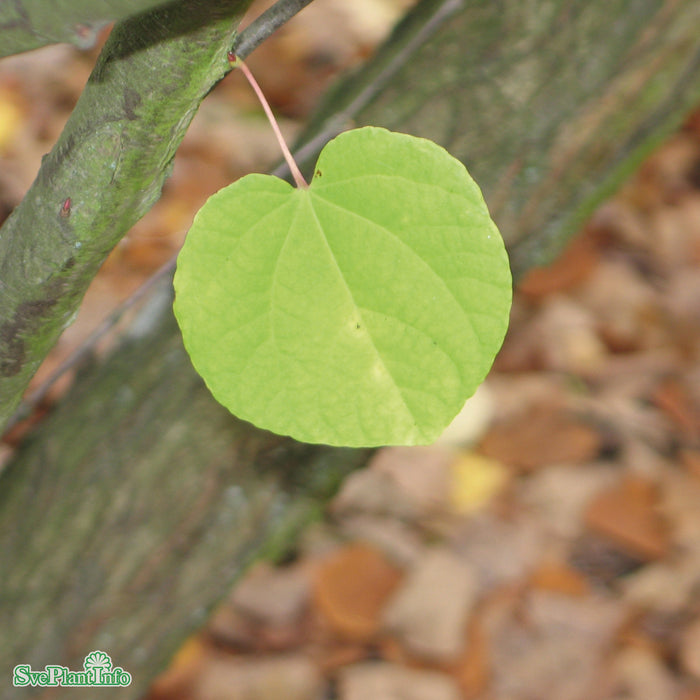 Cercidiphyllum japonicum Solitär C15 125-150cm