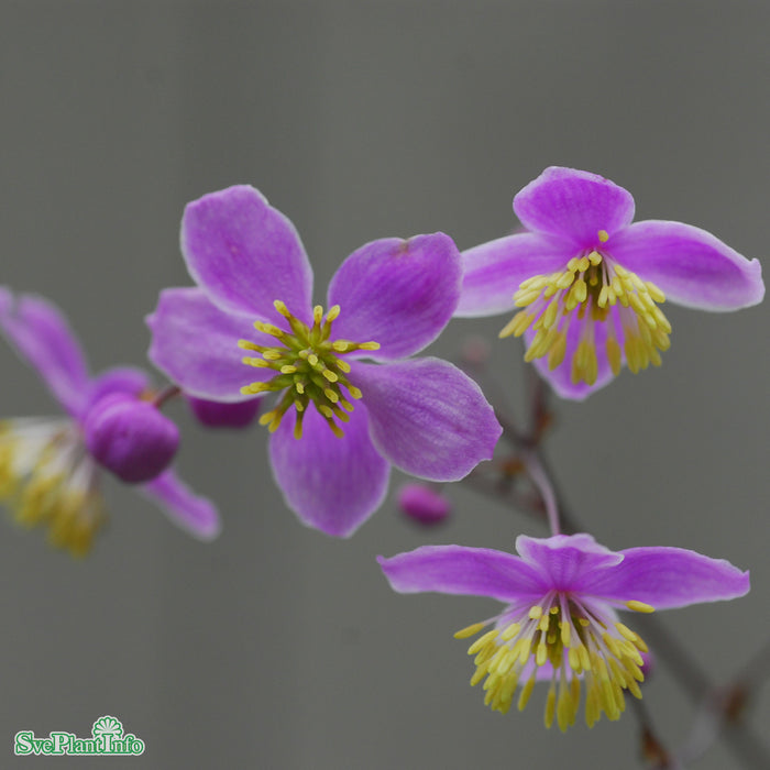 Thalictrum rochebrunianum A-kval