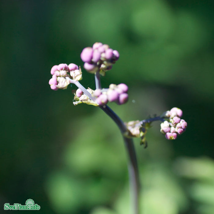 Thalictrum rochebrunianum A-kval