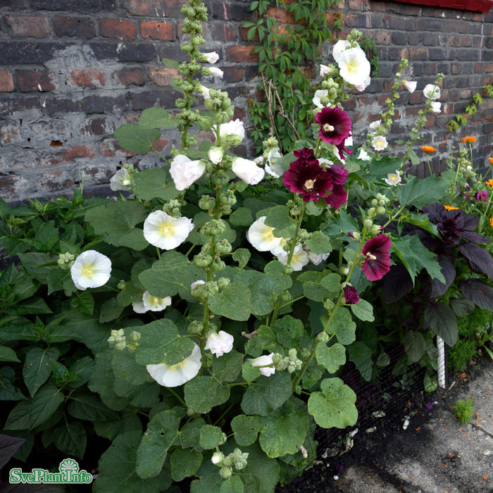 Alcea rosea (Spotlight Series) 'Polarstar' A-kval