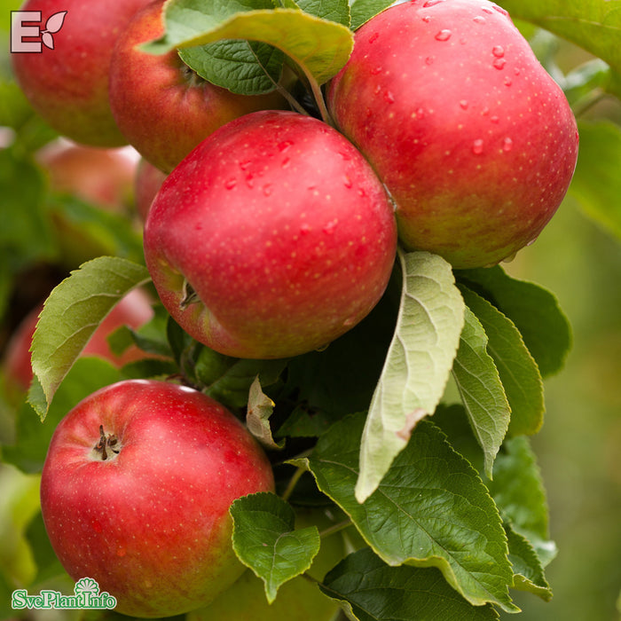 Malus domestica 'Folke' E A2 Stam 4 års Co