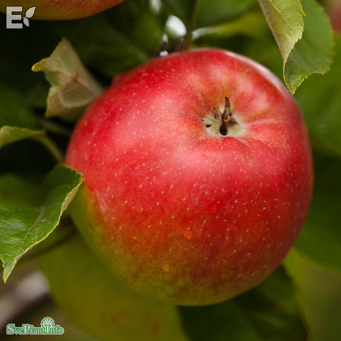 Malus domestica 'Folke' E A2 Stam 4 års Co