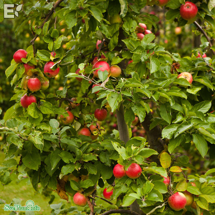 Malus domestica 'Folke' E A2 Ompl. 3-4 års C20