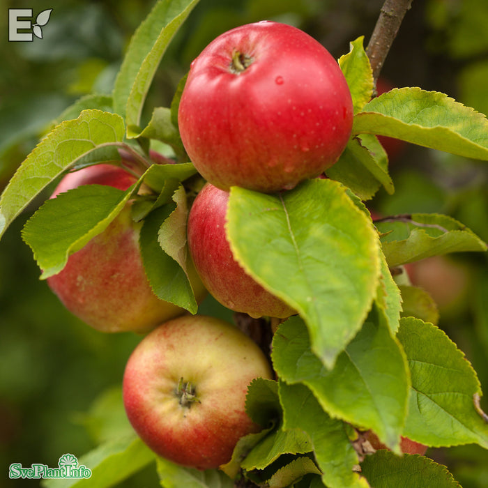 Malus domestica 'Folke' E A2 Stam 4 års Co