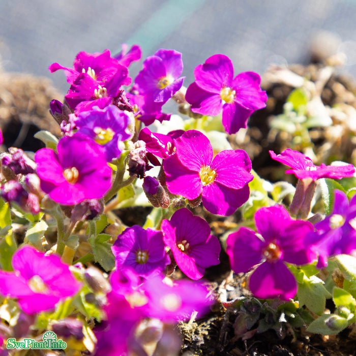 Aubrieta 'Regado Red' A-kval