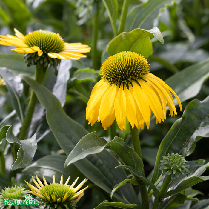Echinacea 'SunSeekers Citrus' A-kval
