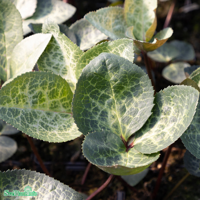 Helleborus ericsmithii 'Glenda's Gloss' A-kval