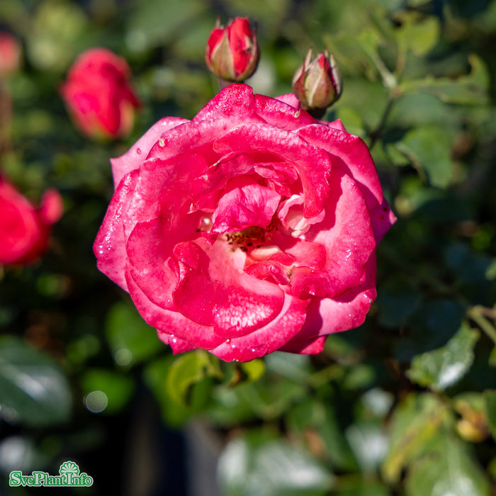 Rosa 'Bella Rosa' A kval C4