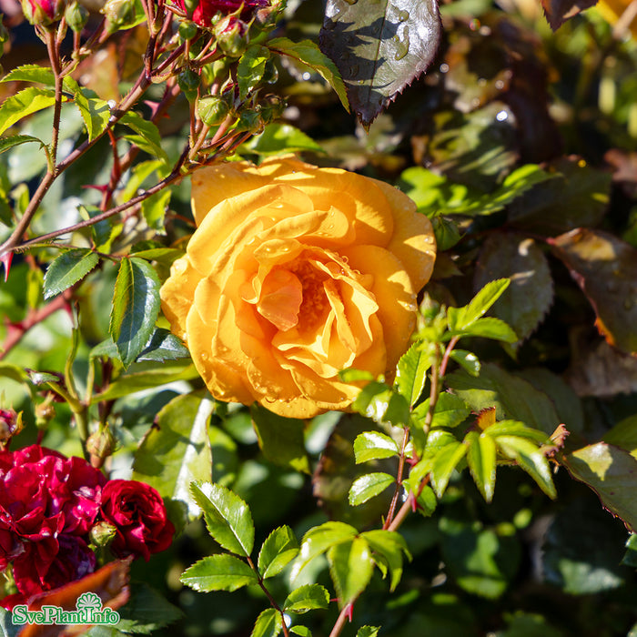 Rosa 'Friendship Forever'