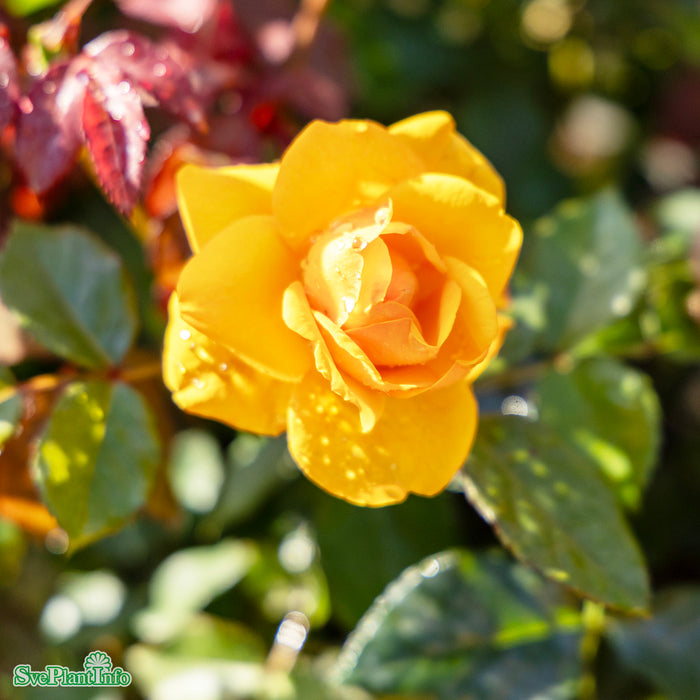 Rosa 'Friendship Forever'