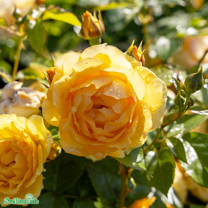 Rosa 'Julia Child' C4