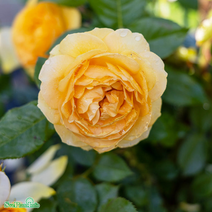 Rosa 'Julia Child' C4